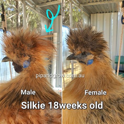 how to sex silkie